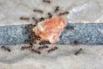 An ant problem is a frustrating challenge, to say the least. You want the ant infestation gone - stat! Here are 3 effective, non-toxic pest control methods.