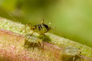 aphids-tiny