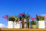 Container gardening tips for success, from finding the right pots, buying plants, to the main planting dos and don'ts.