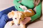 Living with pet allergies. If you have pet allergies, you can still  live with pets you are allergic to. These 6 tips can help ensure everyone is comfortable at home.