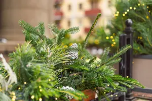 Keeping holiday greenery fresh. Anyone who's tried decking anything with holly knows it can dry to a crisp indoors in a day. Here's how to keep holiday greenery fresh.