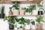 Choosing Indoor plant containers. They are the botanical equivalent of the basic black dress. Choosing the right pot for your plant can make or break a plant. 