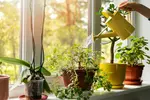 No green thumb? No problem! Here are 6 easy indoor plants you can't kill.