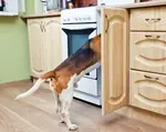 Hey! You're not the only one chowing down in here. How can you and the pets peacefully coexisit in the kitchen? Create a kitchen pet feeding center.