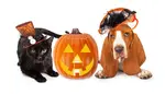 pet-safe-halloween-19