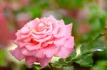 How to grow bareroot roses this winter.You've seen them. They look like a couple of twigs in a plastic bag or box. Why would you buy that when you could wait and buy a lovely potted rose in the spring?  The answer? Three words: cost, selection, adaptability. 