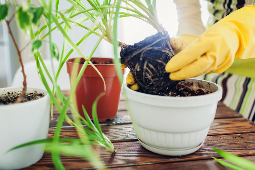 transplanting-plants-20