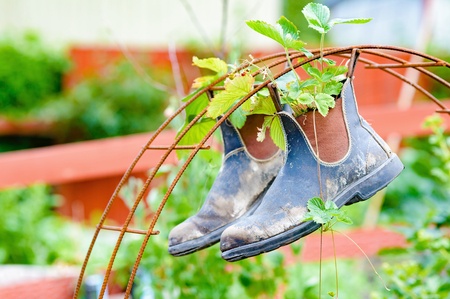 container-plants-boots-strawberry-plants