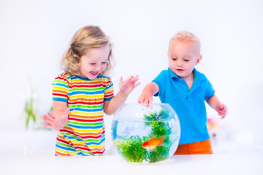 goldfish-kids-19