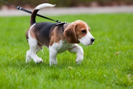 Dog on leash walking on grass lawn.
