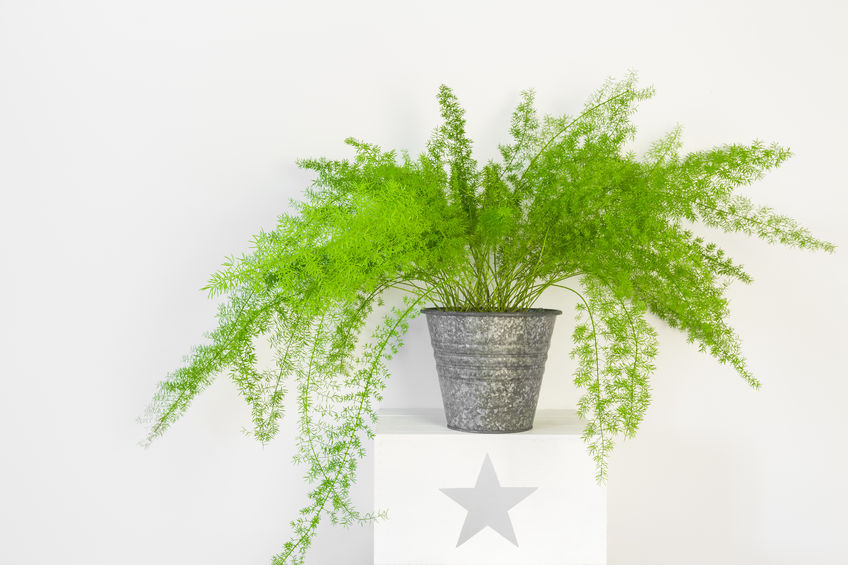 Fern houseplant in silver pail.