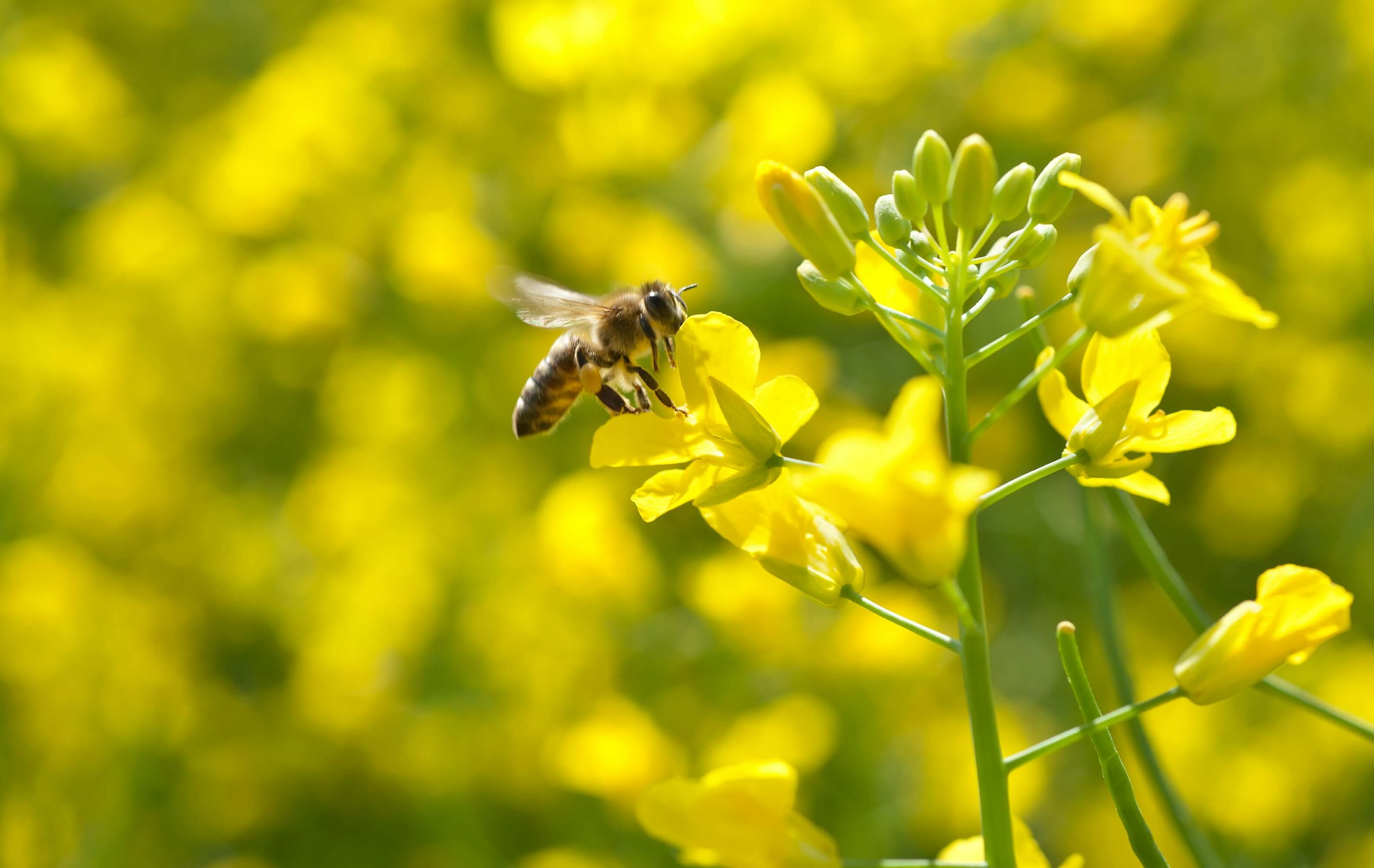 Bumble bee on a garden flower.