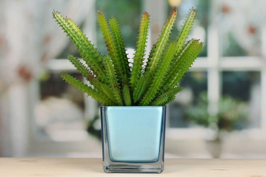 Cactus plant in glass pot on indoor table.
