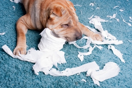 Dog playing with toilet paper on rug.