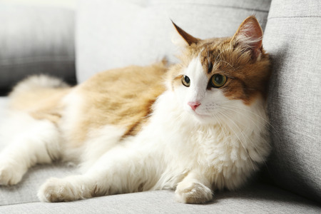 Furniture Shopping Tips for Families