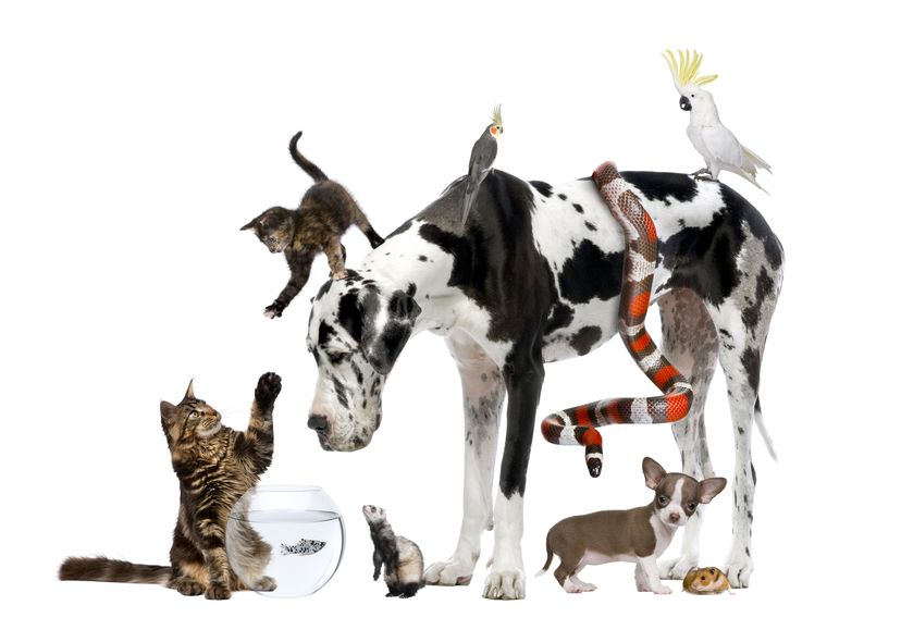 A dog, a cat, and other pets on an isolated background.