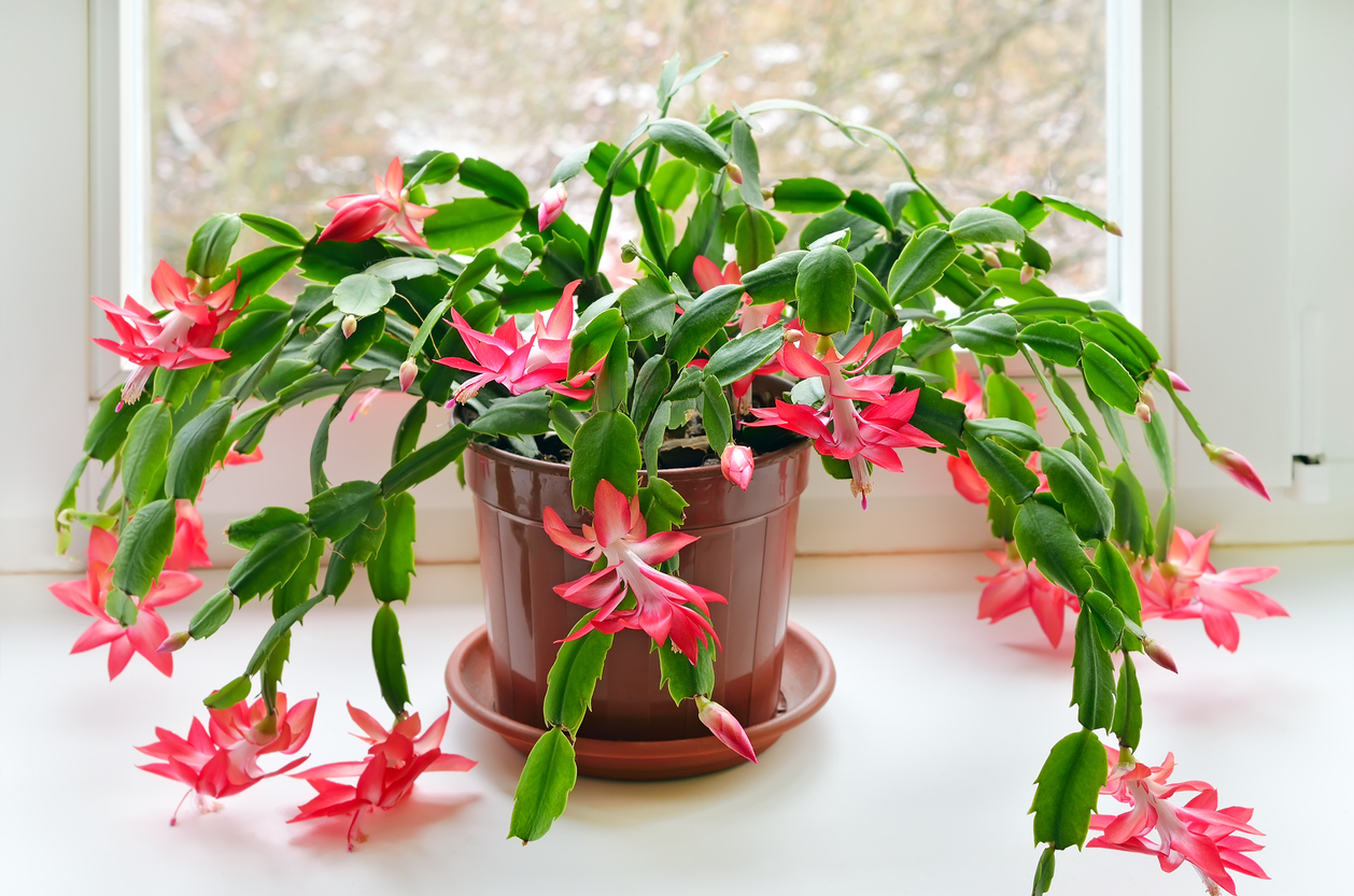 Care tips for a Christmas cactus.