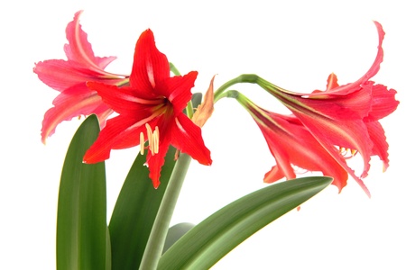 christmas-plant-red-amaryllis
