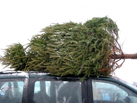 Christmas Tree Tips How To Keep It Alive Until Santa Arrives 7 Tips T Keep Your Christmas Tree Alive Until Santa Comes