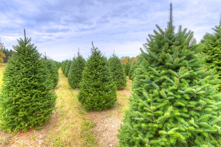 Living Christmas Tree Tips
