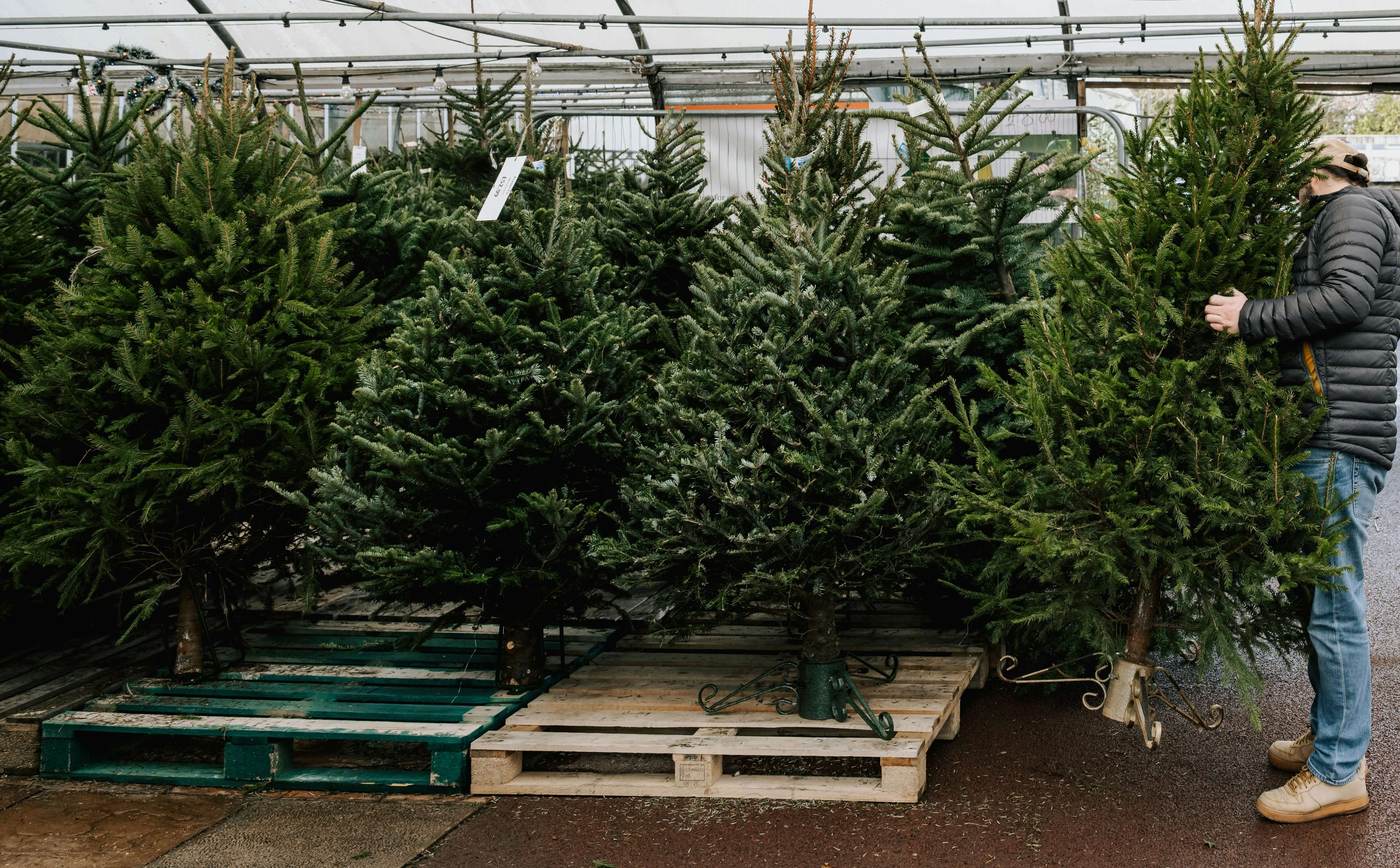 christmas-tree-lot-tiny christmas-tree-lot-tiny