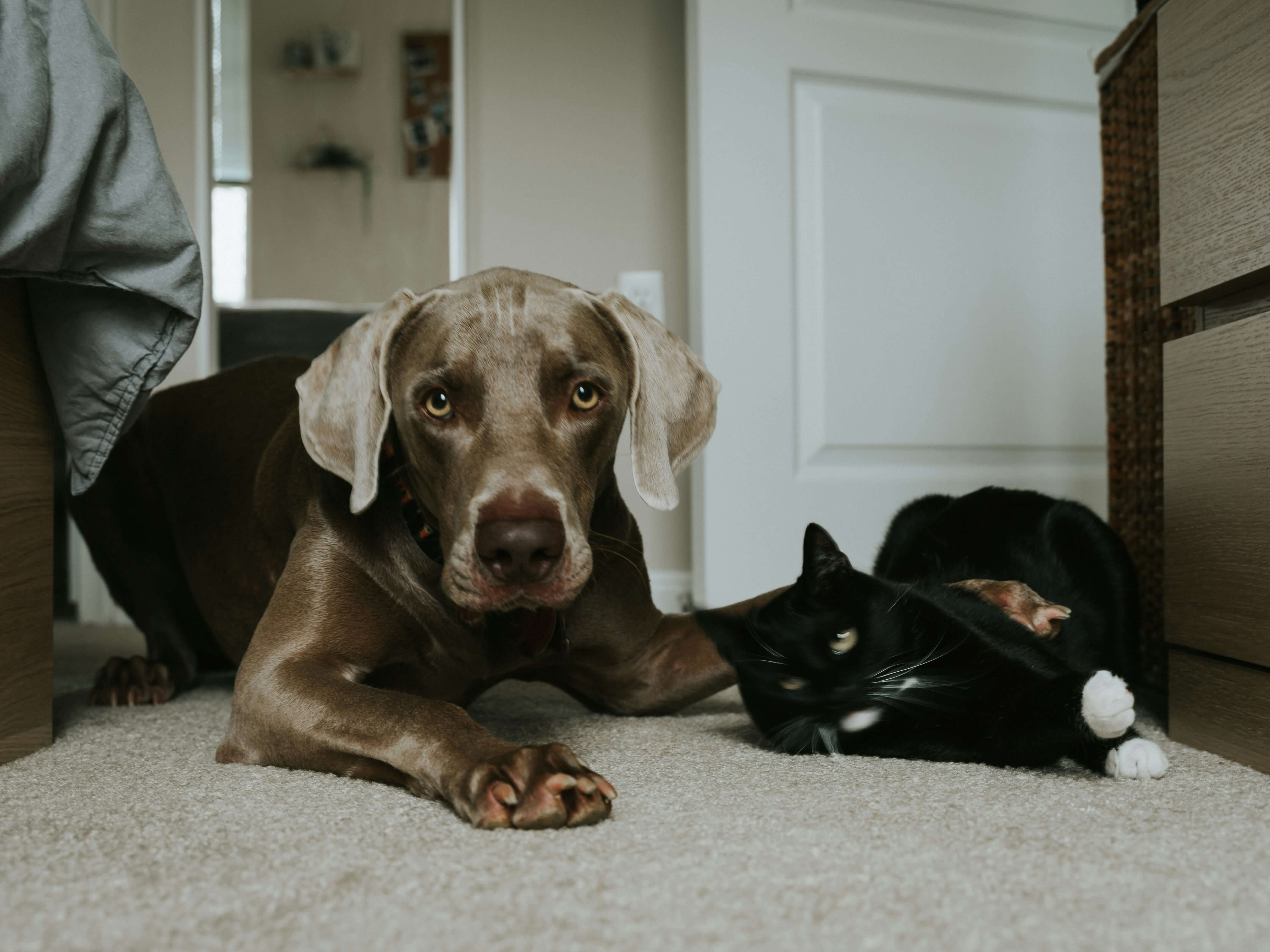 A dog and a cat lie on a carpet.