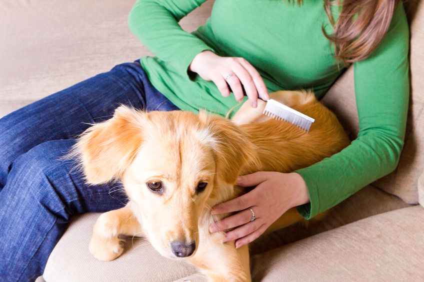 Living with pet allergies and pets is possible.
