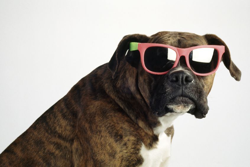 Bulldog wearing sunglasses.