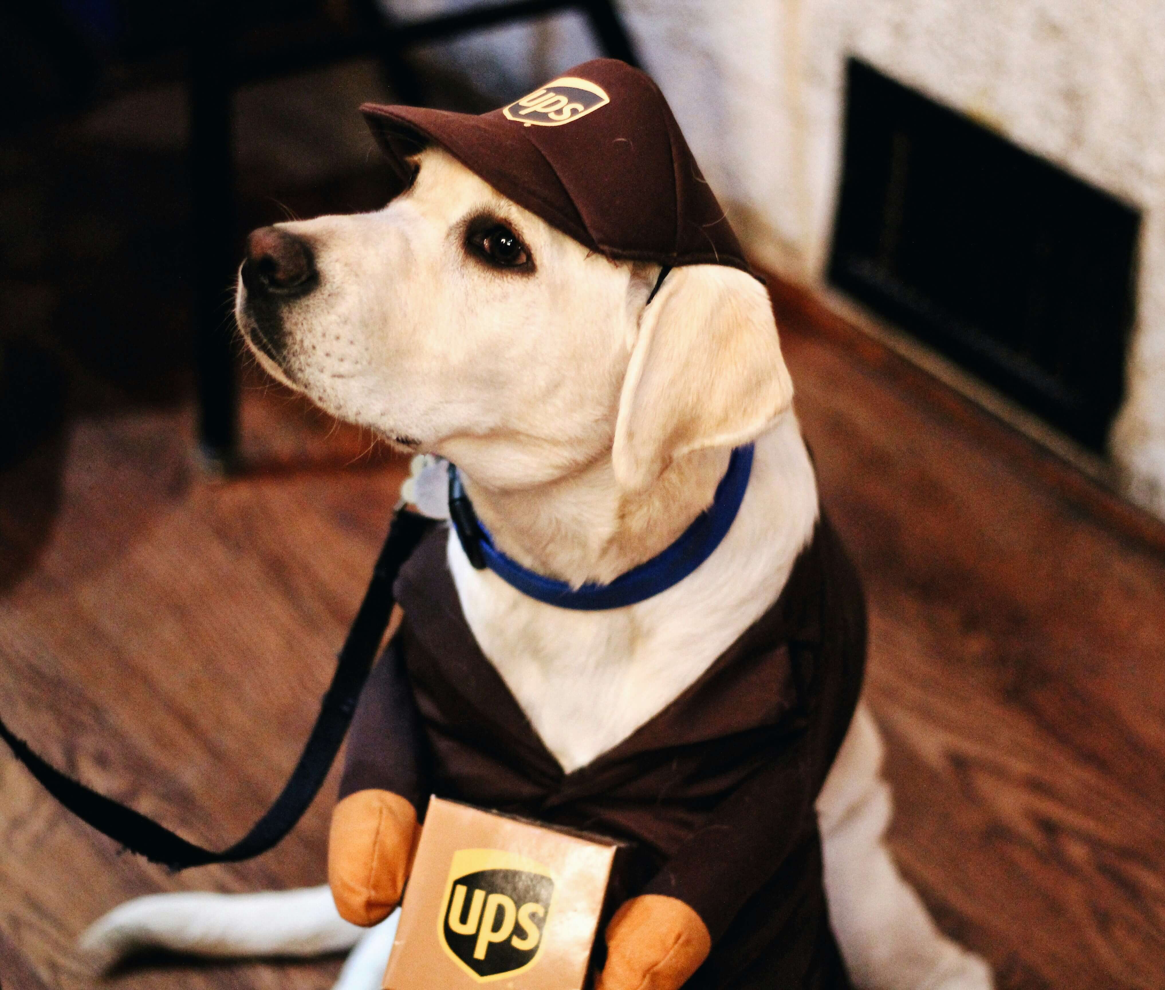 White lab in a Halloween costume.