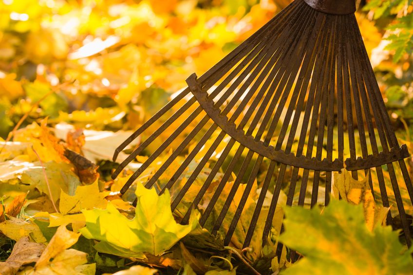 fall gardening tips