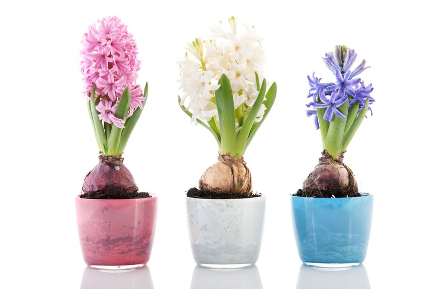 Trio of flower bulbs in pots.