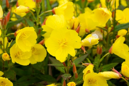flowers-evening-primrose