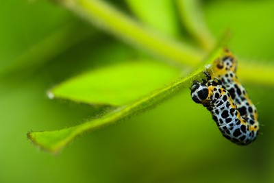garden-bad-bug-cutworm
