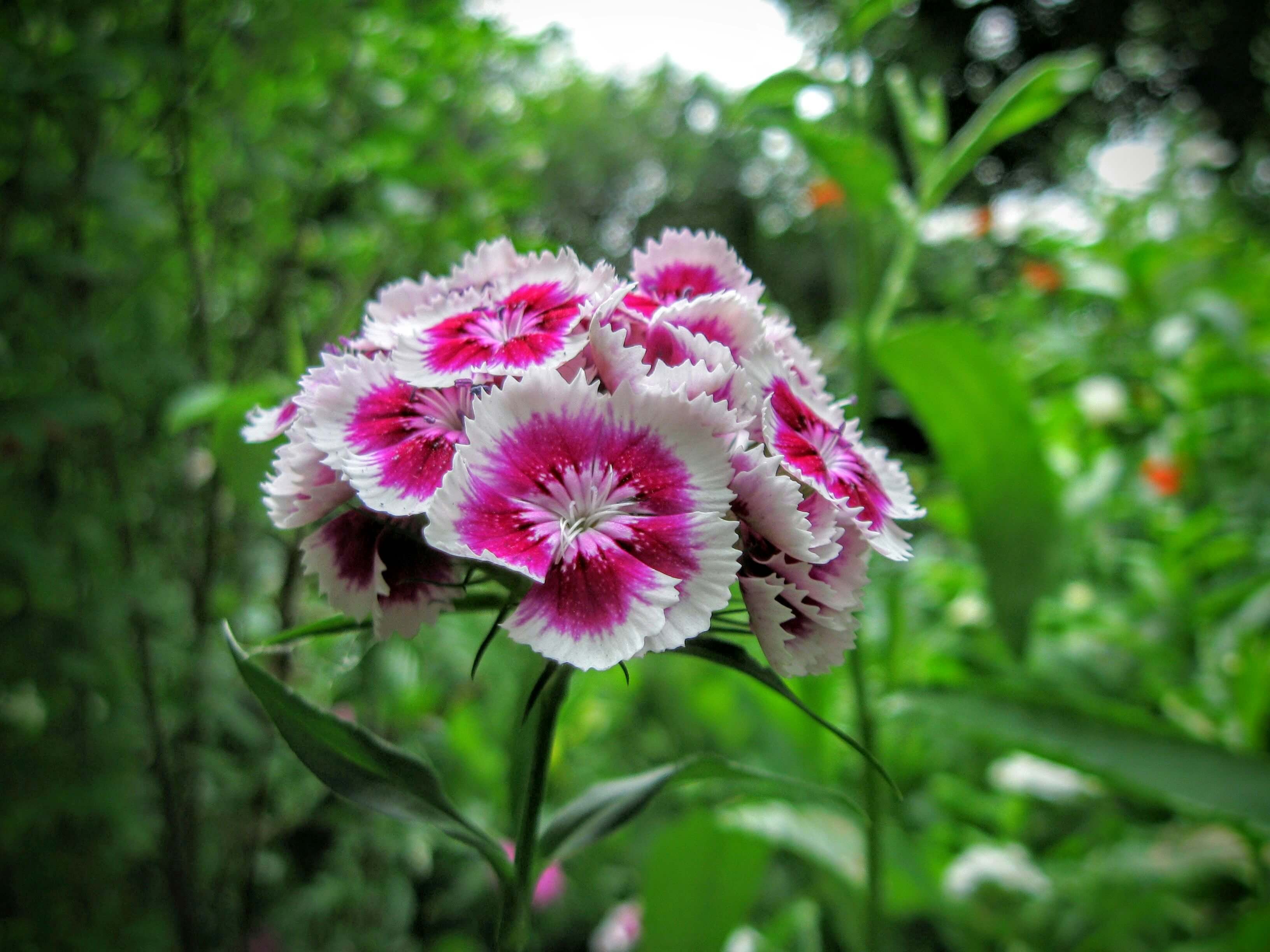 Dianthus in a fall garden.