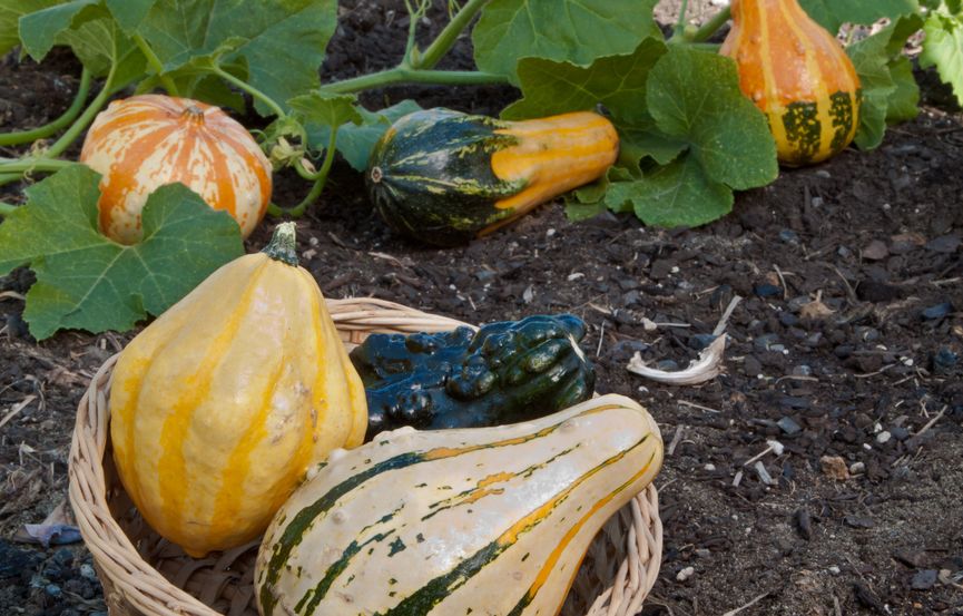 Gourds growing in garden.