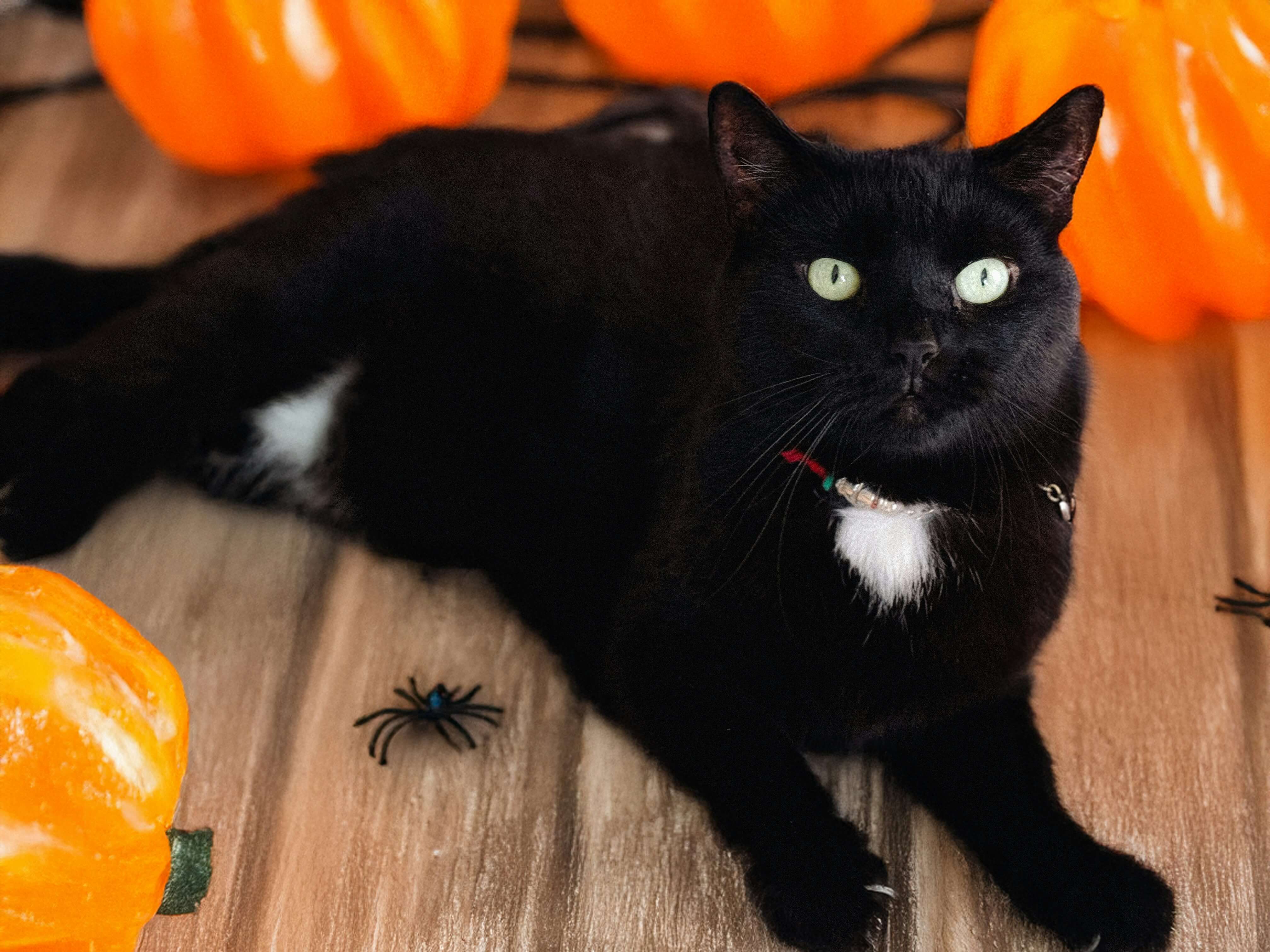 Black cat on a porch with Halloween pumpkins.