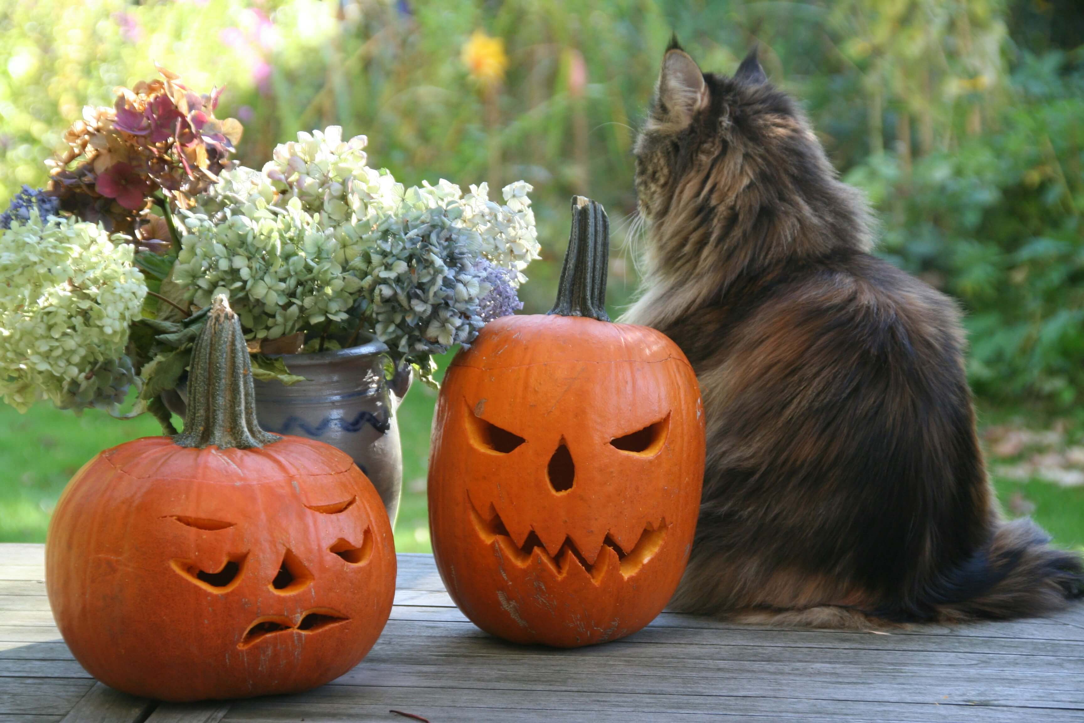 A pair of carved Halloween pumpkins and a cat on a porch.