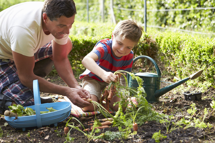Father and son harvesting backyard vegetables.