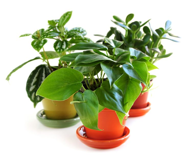 houseplants-trio-19