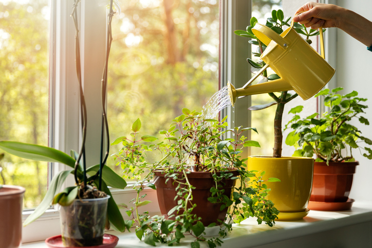 houseplants-window-21