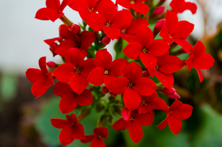 Red kalanchoe plant isolated.