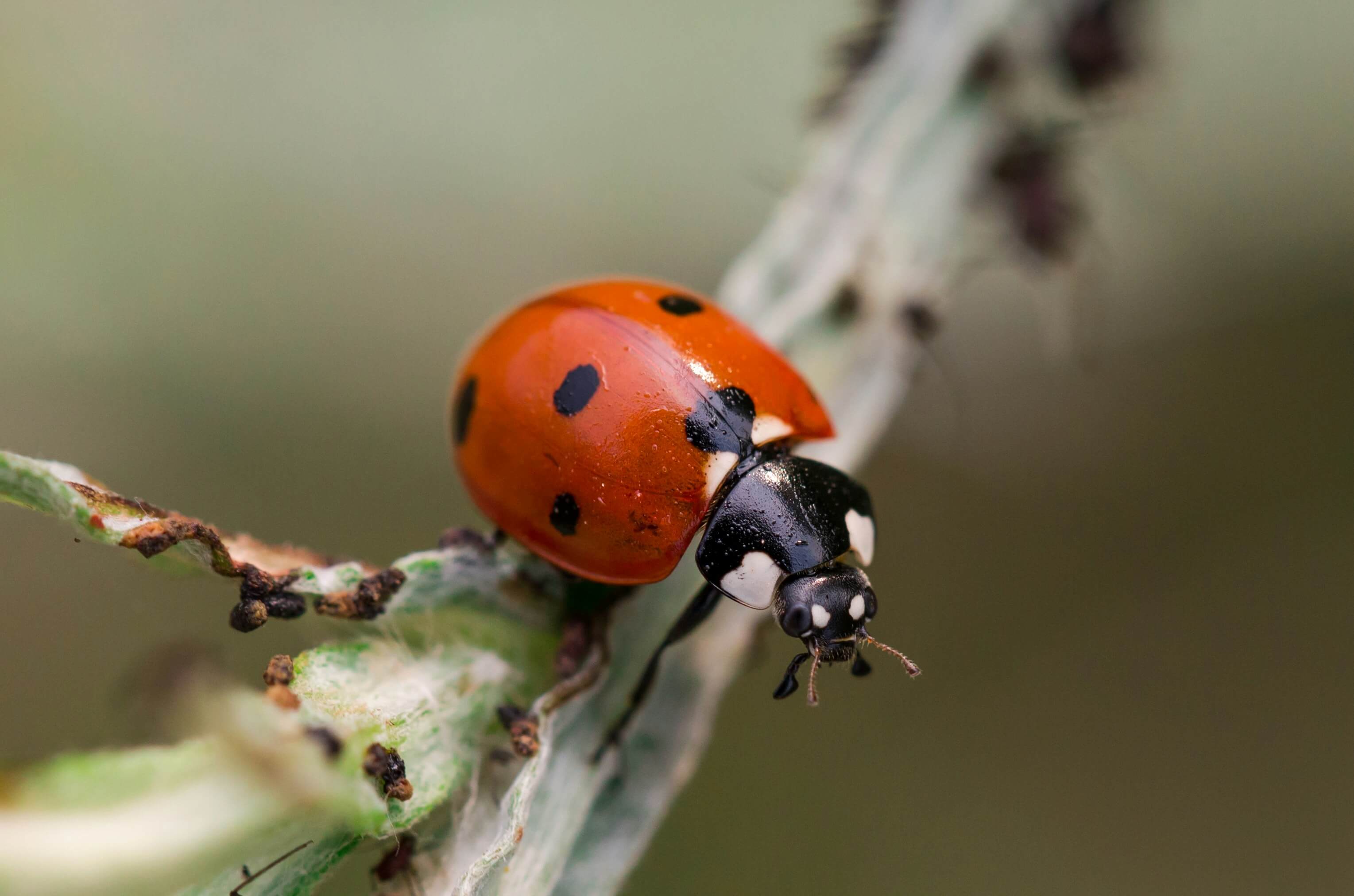 Ladybug on a garden stalk.
