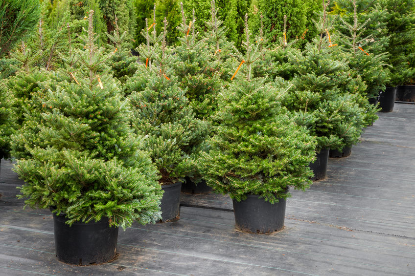 Potted living Christmas trees in lot.