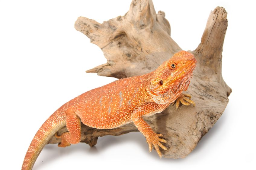 Easy Pets for Kids