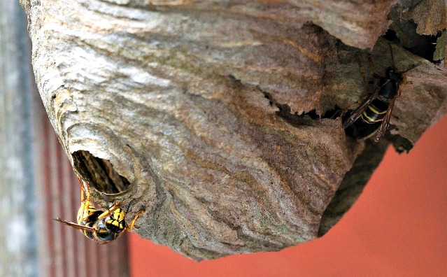 Dealing With Wasps: A Solution for a Wasp Infestation