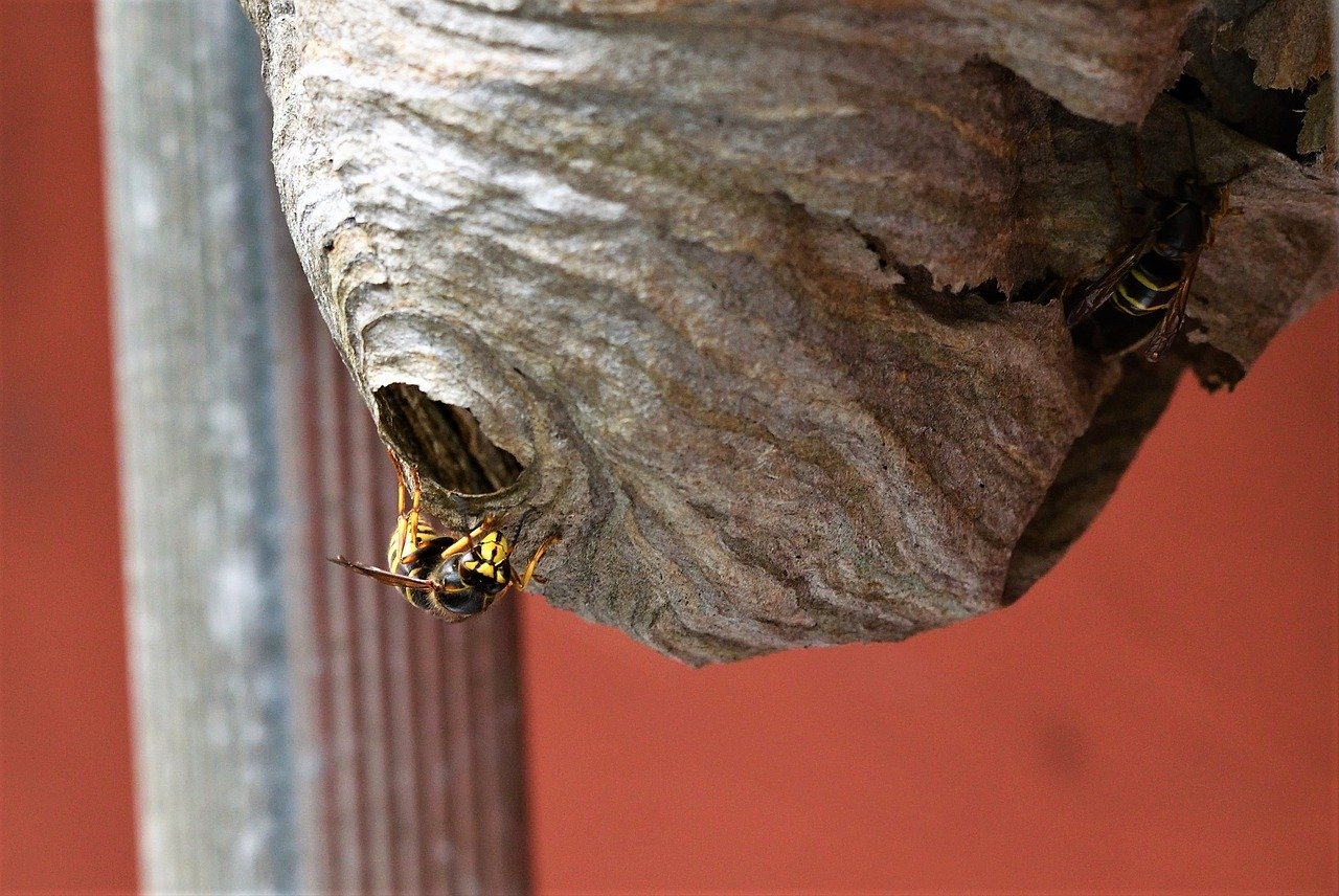 Dealing with wasps