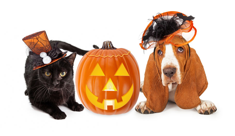 Tips for a Pet Safe Halloween