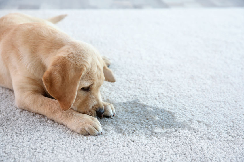 Clean carpet stains of pet accidents carefully and thoroughly.