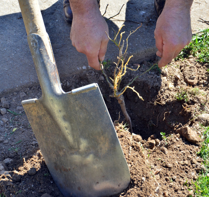 Man planting bareroot roses in backyard.