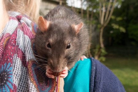 Rats are exceptionally intelligent and friendly and make good pets.